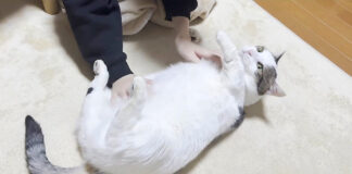 転がされる猫