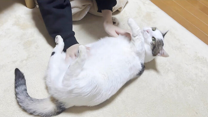 転がされる猫