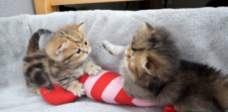 世界一可愛い子猫達の喧嘩