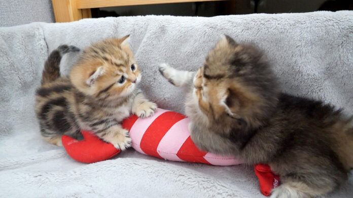 世界一可愛い子猫達の喧嘩