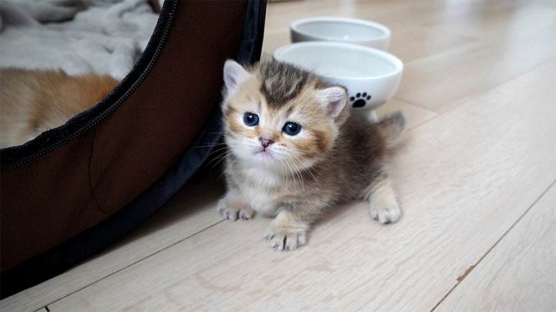 部屋探索を始めた子猫