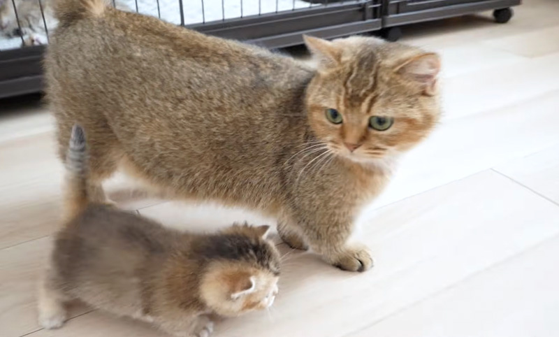 子猫を心配する母猫