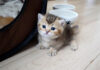 部屋探索を始めた子猫