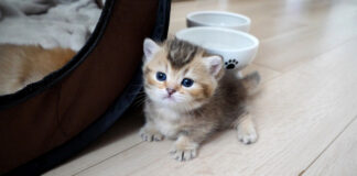部屋探索を始めた子猫