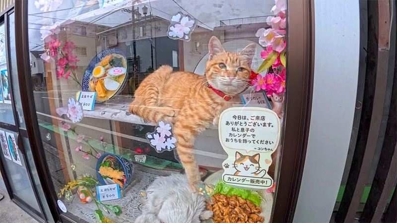 蕎麦屋の猫