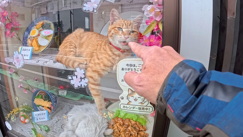 蕎麦屋の猫