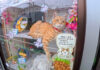 蕎麦屋の猫