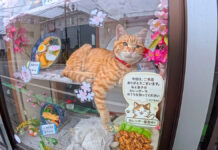 蕎麦屋の猫