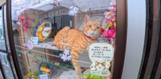 蕎麦屋の猫