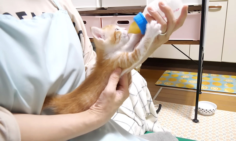 ミルクを一気に飲む子猫