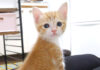 ご飯が待ちきれない子猫