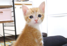 ご飯が待ちきれない子猫