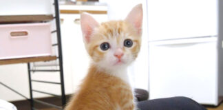 ご飯が待ちきれない子猫