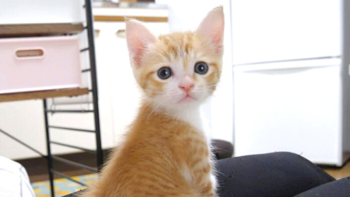 ご飯が待ちきれない子猫