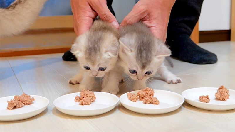 食事に連行された子猫達
