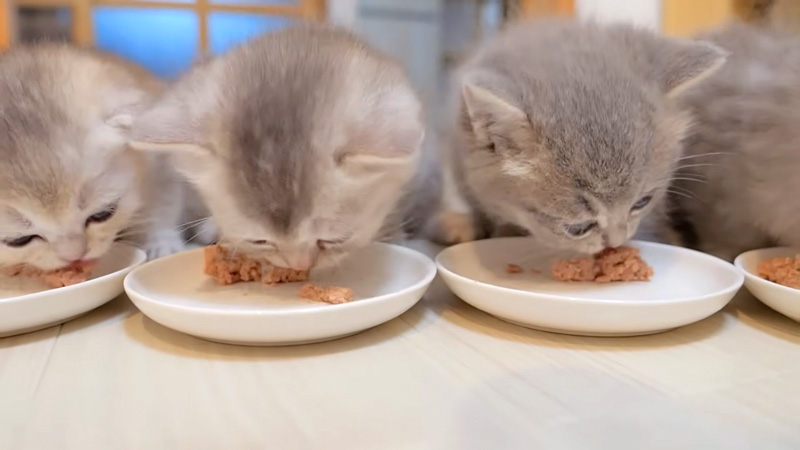 ご飯をモグモグ食べる子猫達