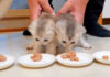 食事に連行された子猫達
