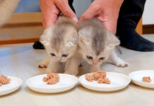 食事に連行された子猫達
