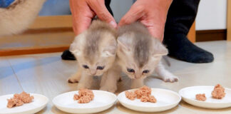 食事に連行された子猫達