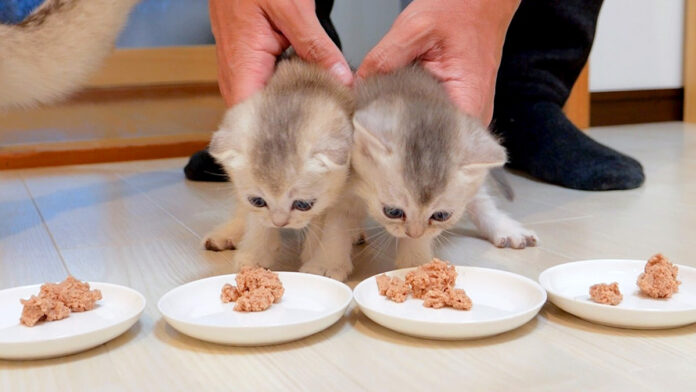 食事に連行された子猫達