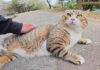 足の前に立ちはだかる猫
