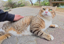 足の前に立ちはだかる猫