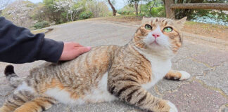 足の前に立ちはだかる猫