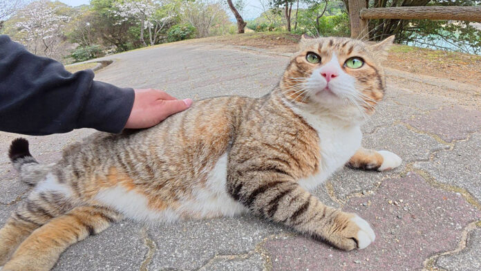 足の前に立ちはだかる猫