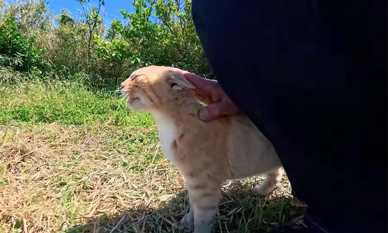 ナデナデを堪能する猫
