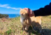 展望所でひとりで暮らす猫