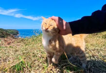 展望所でひとりで暮らす猫
