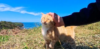 展望所でひとりで暮らす猫