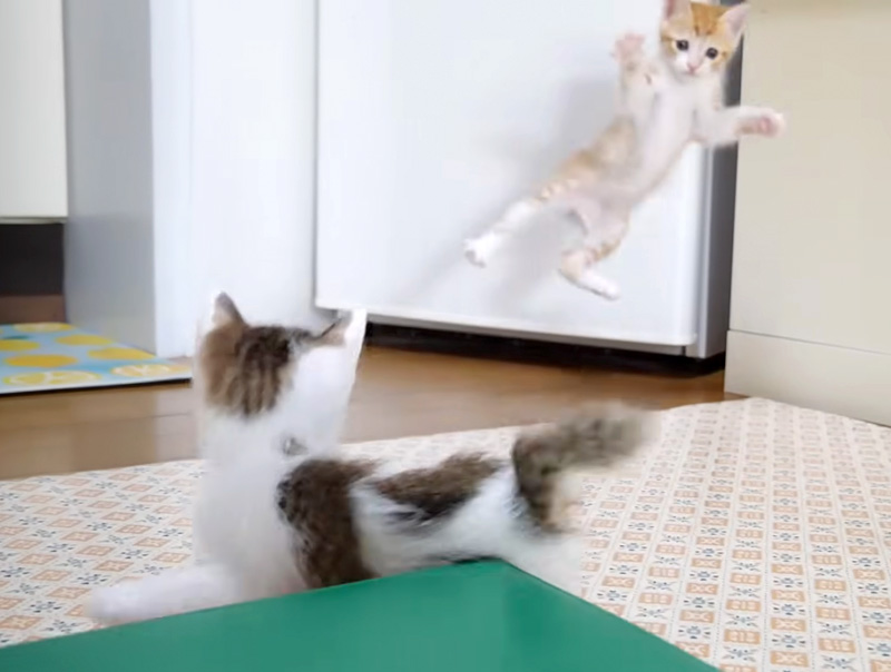 いつもより跳んでる子猫