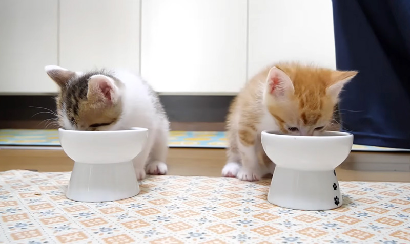 ご飯を食べる子猫達