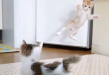 いつもより跳んでる子猫