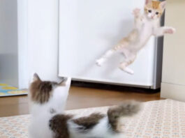 いつもは短く「ニャ」と鳴く三毛猫さん。でもこの日はなぜか長い