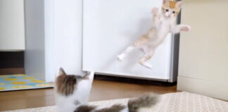 いつもより跳んでる子猫