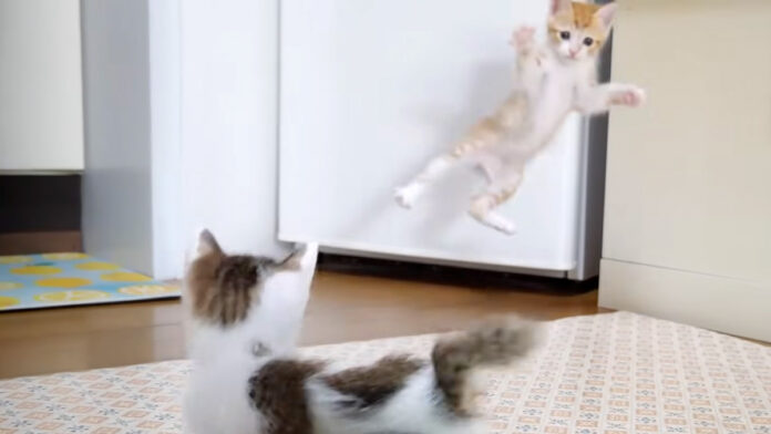 いつもより跳んでる子猫