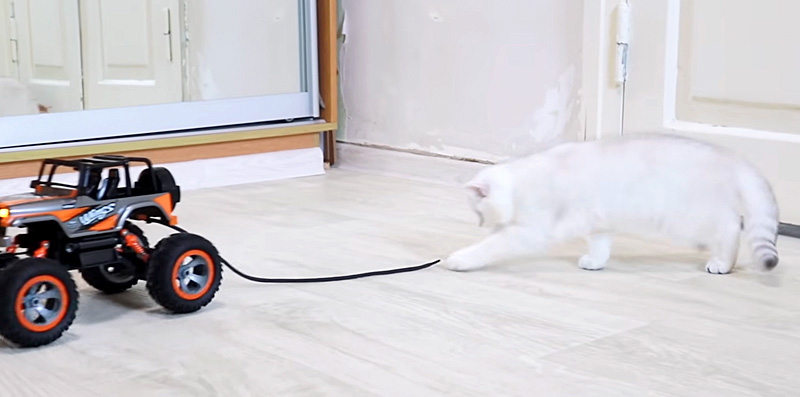 紐で遊ぶ子猫