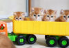 トラックに乗る子猫達