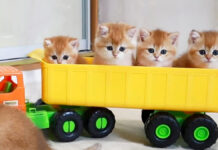 トラックに乗る子猫達