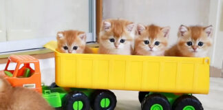 トラックに乗る子猫達