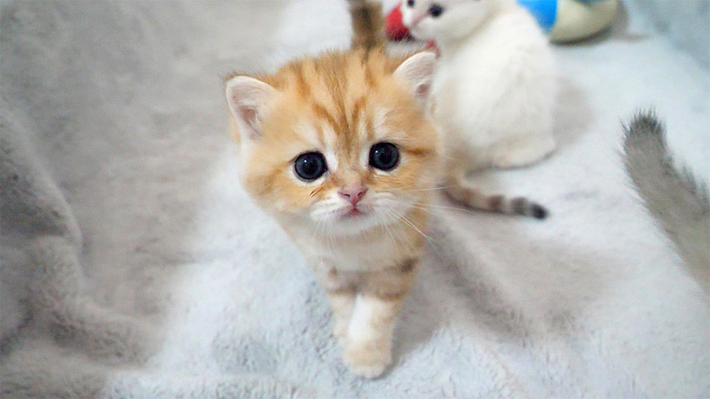 歩き回るようになった子猫