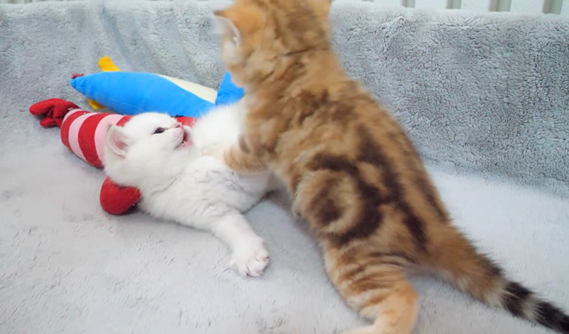ついに兄弟喧嘩を始めた子猫達