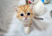 歩き回るようになった子猫