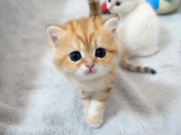 白猫ちゃん、うしろうしろ！ 元気いっぱいの子猫達の姿が可愛すぎる