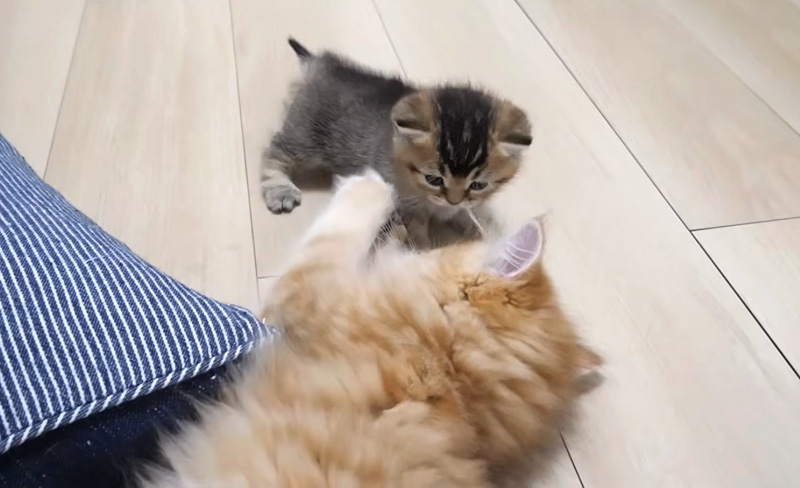兄猫と遊ぶ子猫