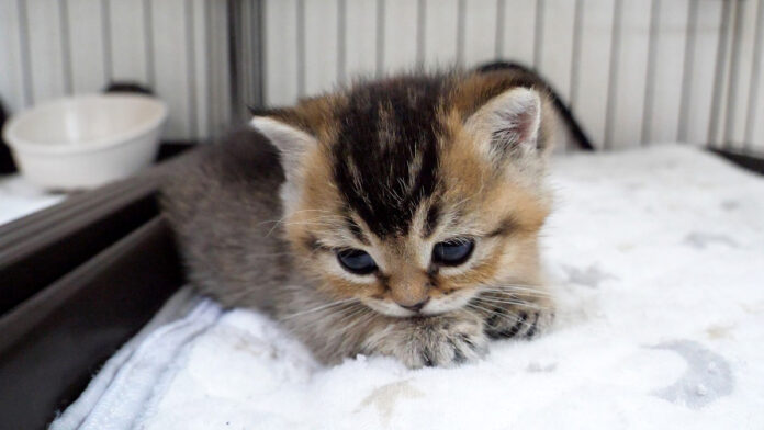 遊び疲れた子猫