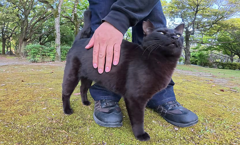 鳴きながら甘える黒猫