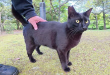 ツヤツヤの黒猫さんが可愛い声で鳴きながら甘えてきた♪ ナデナデすると癒しが溢れ出た♡ ナデナデされる黒猫